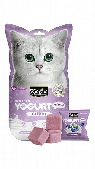 ���� Kit Cat ����� ������ ��������� 10 ���