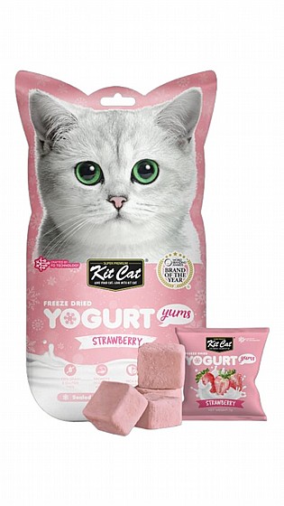 ���� Kit Cat ����� ������ ���� ��� 10 ���