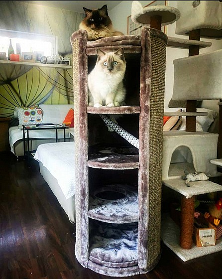 CHAMPIONS ONLY SUPERDOME 120 CAPPUCCINO