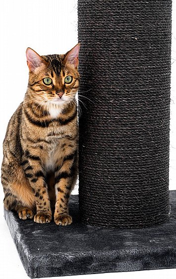 ���� ����� ������� Petrebels Savannah 86 - ���� (Pepper), ���� 86 �"�