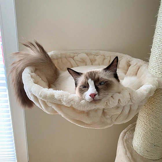 KINGS &QUEENS CHARLOTTE 180 CREAM 1/2