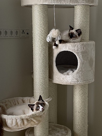 KINGS &QUEENS CHARLOTTE 180 CREAM 1/2