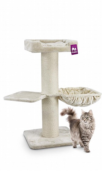 THE REBELS MAINE COON 117 CREAM