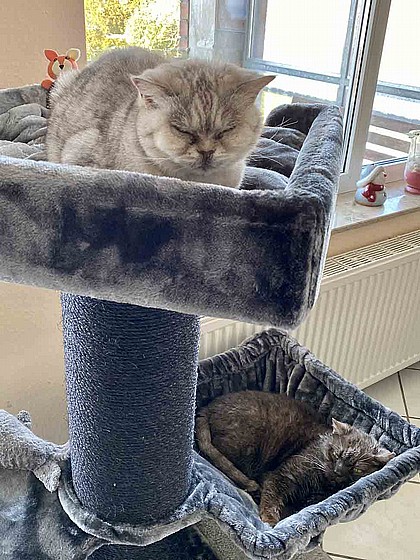THE REBELS MAINE COON 117 PEPPER