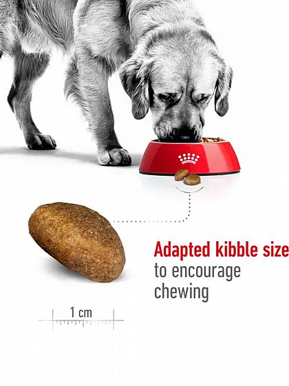����� ���� Royal Canin ���� ����� 12�"�