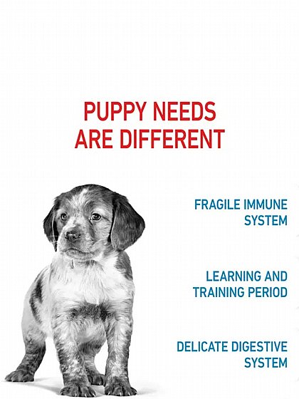 ����� ���� Royal Canin ����� ������ 15 �"� 
