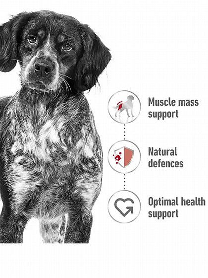 ����� ���� Royal Canin ����� ����� 15 �"�