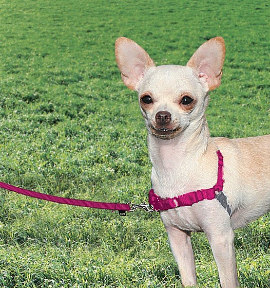 ���� ���� ���� XS