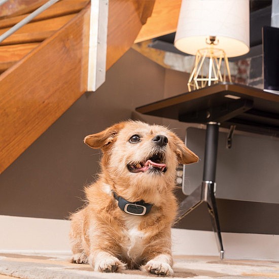 ���� ������ ���� �� ���� PetSafe 