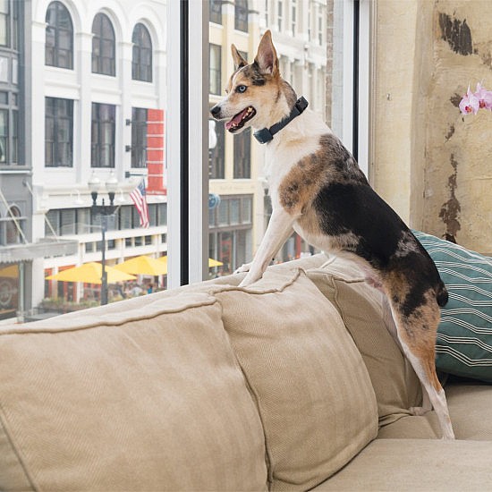 ���� ������ ���� �� ���� PetSafe 
