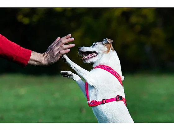 ���� Softy ���� ���� ���� 2