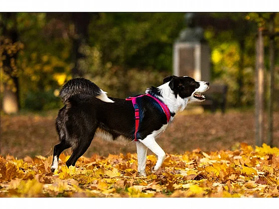 ���� Softy ���� ���� ���� 6